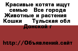 Красивые котята ищут семью - Все города Животные и растения » Кошки   . Тульская обл.,Донской г.